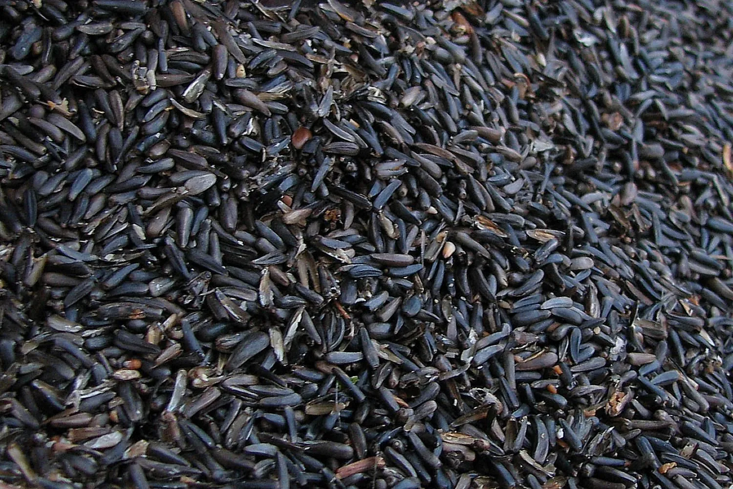Nyjer Bird Seed - 10lb - Bulk