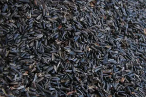 Nyjer Bird Seed - 10lb - Bulk