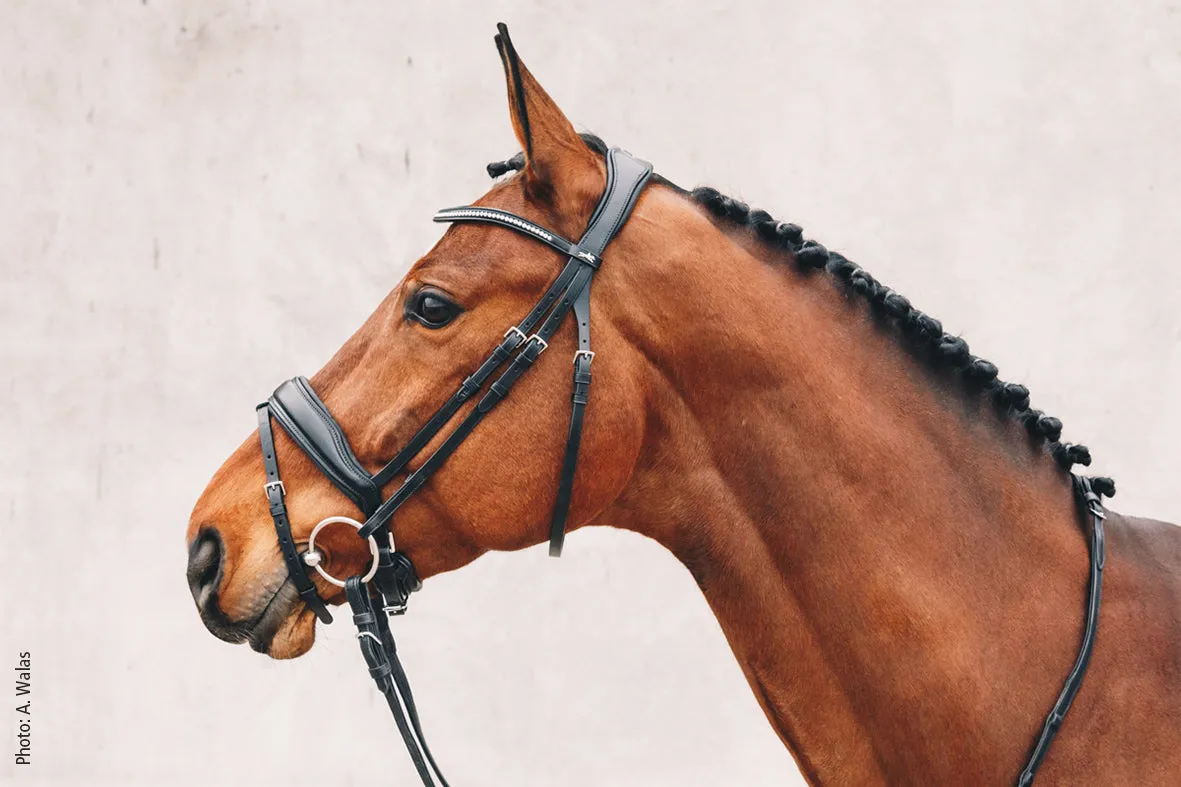 Schockemohle Stanford Bridle Black and White